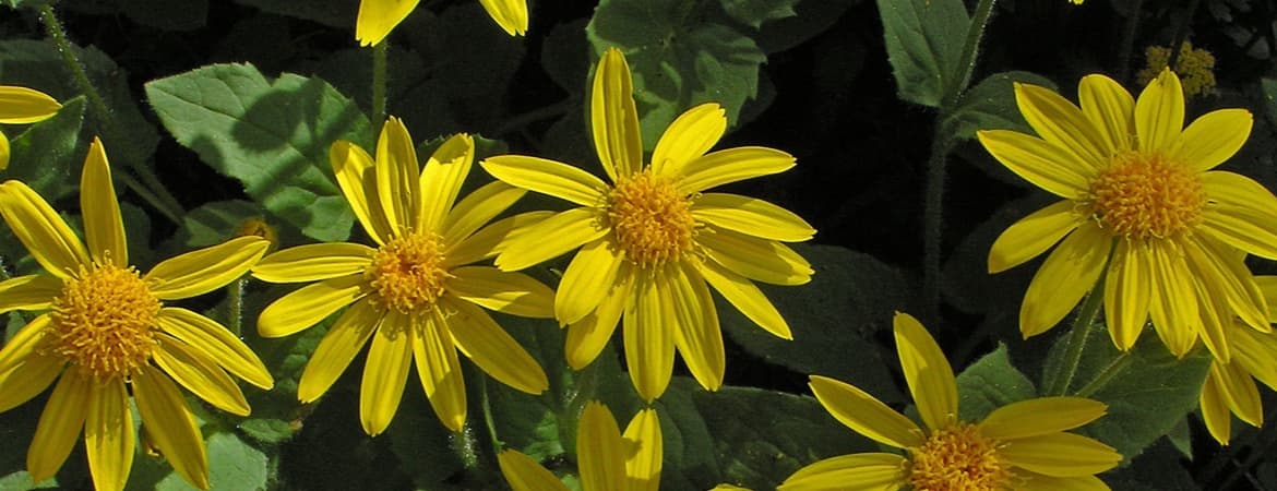 Heart Leafed Arnica